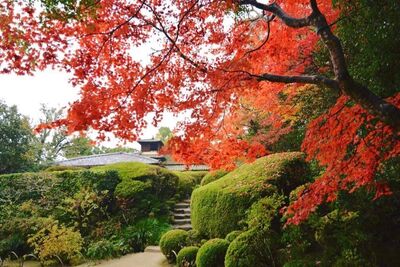 出國上網不卡卡！網友激推「一鍵搞定＋穩定連線」限時再抽免費東京機票