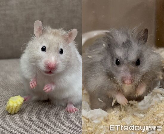 ▲去取貨取到黃金鼠。（圖／Threads@158_0924提供）