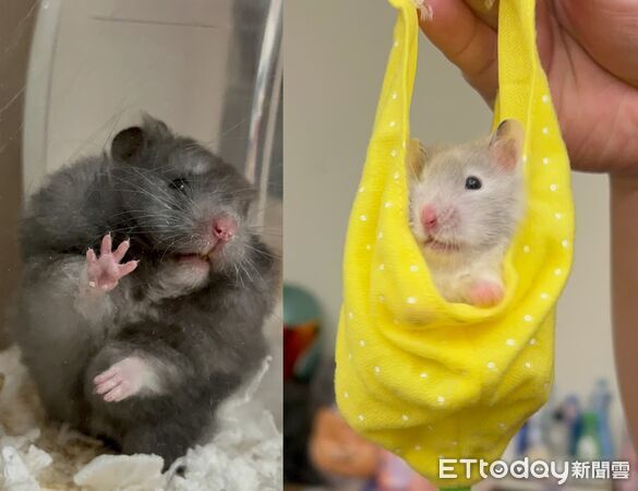 ▲去取貨取到黃金鼠。（圖／Threads@158_0924提供）