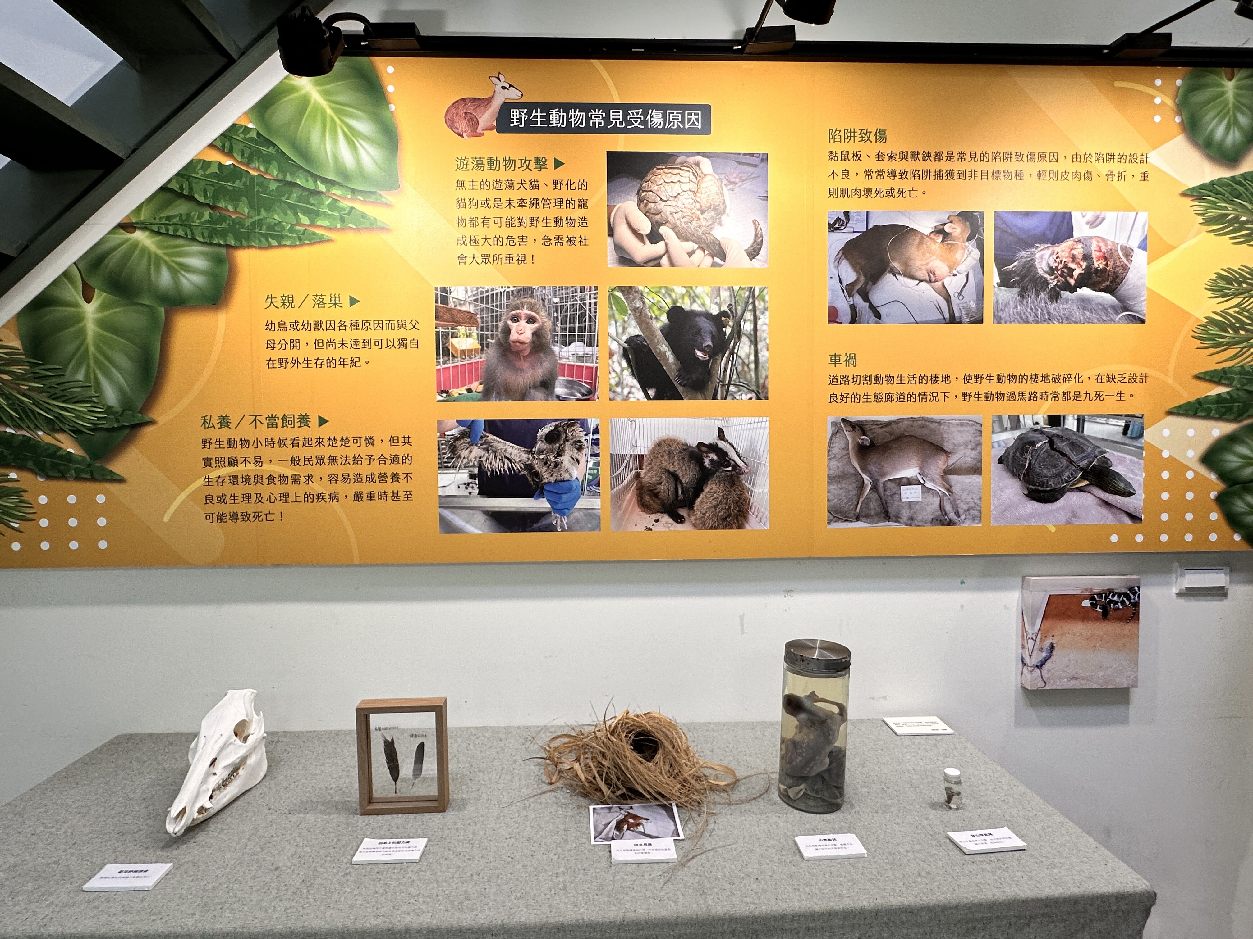 ▲▼「野灣野生動物保育協會」是東部唯一的野生動物救傷單位。（圖／記者林育綾攝）