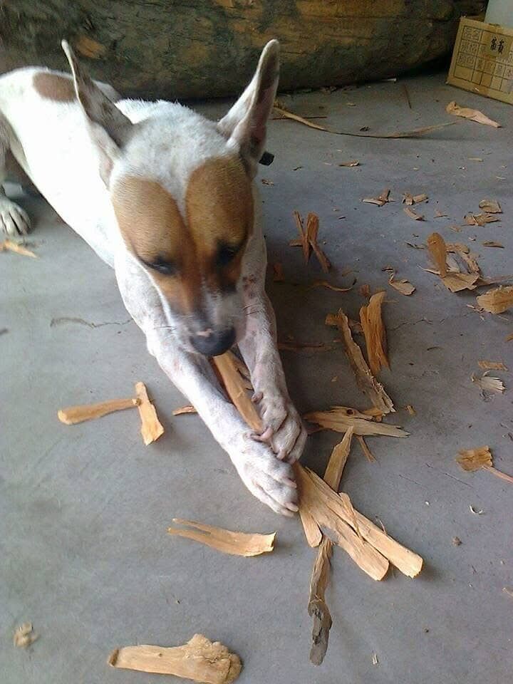 ▲愛犬陪伴14年撿漂流木創作　他把回憶做成雕像：戴上項圈像你還在。（圖／網友梁仁川提供，請勿隨意翻拍，以免侵權。）