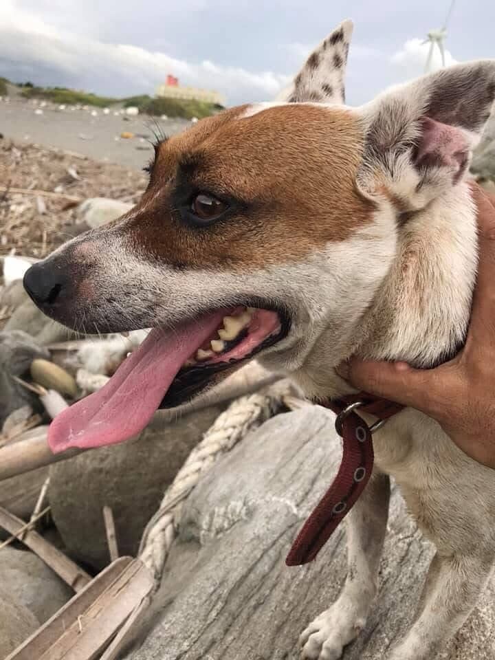 ▲愛犬陪伴14年撿漂流木創作　他把回憶做成雕像：戴上項圈像你還在。（圖／網友梁仁川提供，請勿隨意翻拍，以免侵權。）