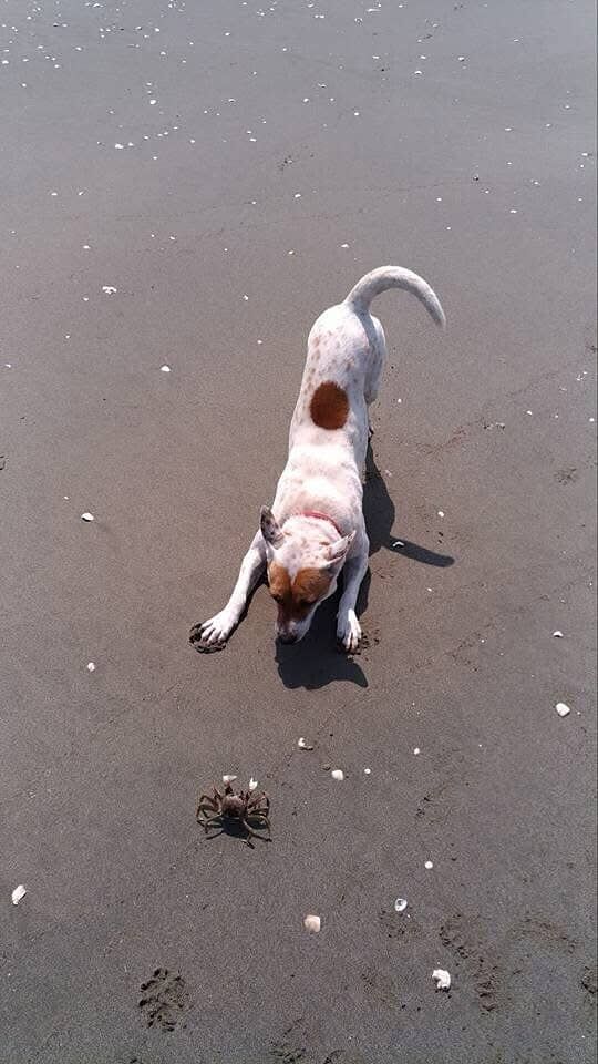 ▲愛犬陪伴14年撿漂流木創作　他把回憶做成雕像：戴上項圈像你還在。（圖／網友梁仁川提供，請勿隨意翻拍，以免侵權。）