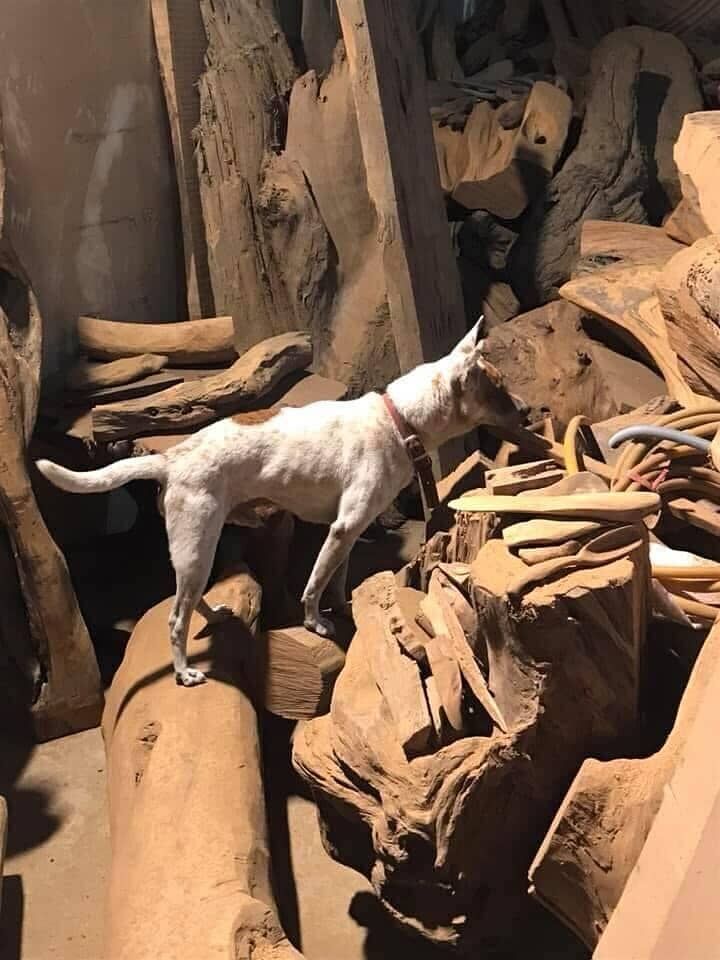 ▲愛犬陪伴14年撿漂流木創作　他把回憶做成雕像：戴上項圈像你還在。（圖／網友梁仁川提供，請勿隨意翻拍，以免侵權。）