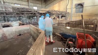 獸醫名單、死豬數量台中市府3度改口 她轟:謊上加謊、螺絲掉滿地