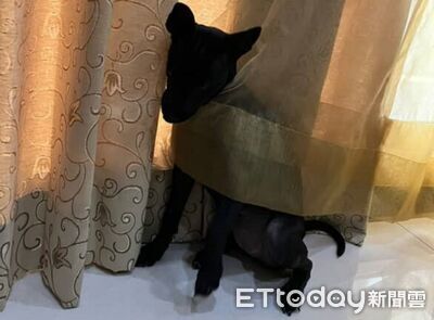 小歐告「黃袍加身」卡窗簾無辜臉　媽決定先笑完再救狗