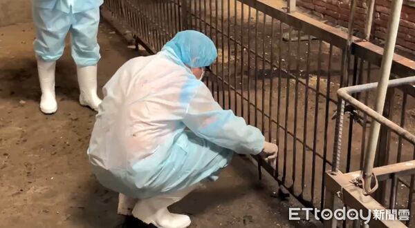 ▲非洲豬瘟養豬場。（圖／記者游瓊華翻攝）