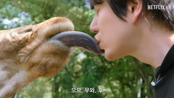 ▲▼太衝擊！圭賢舌吻長頸鹿「親完還牽絲」　韓網笑瘋：最暴力的預告片。（圖／翻攝自Netflix YouTube）