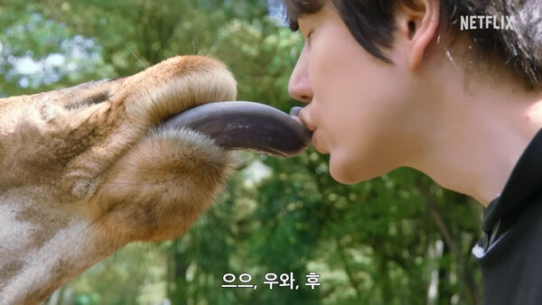 ▲▼太衝擊！圭賢舌吻長頸鹿「親完還牽絲」　韓網笑瘋：最暴力的預告片。（圖／翻攝自Netflix YouTube）