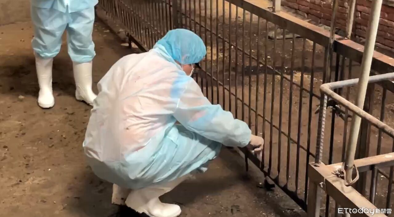 快訊／豬瘟爆發後出境「隔空看診」獸醫佐回國　立即遭檢調偵訊