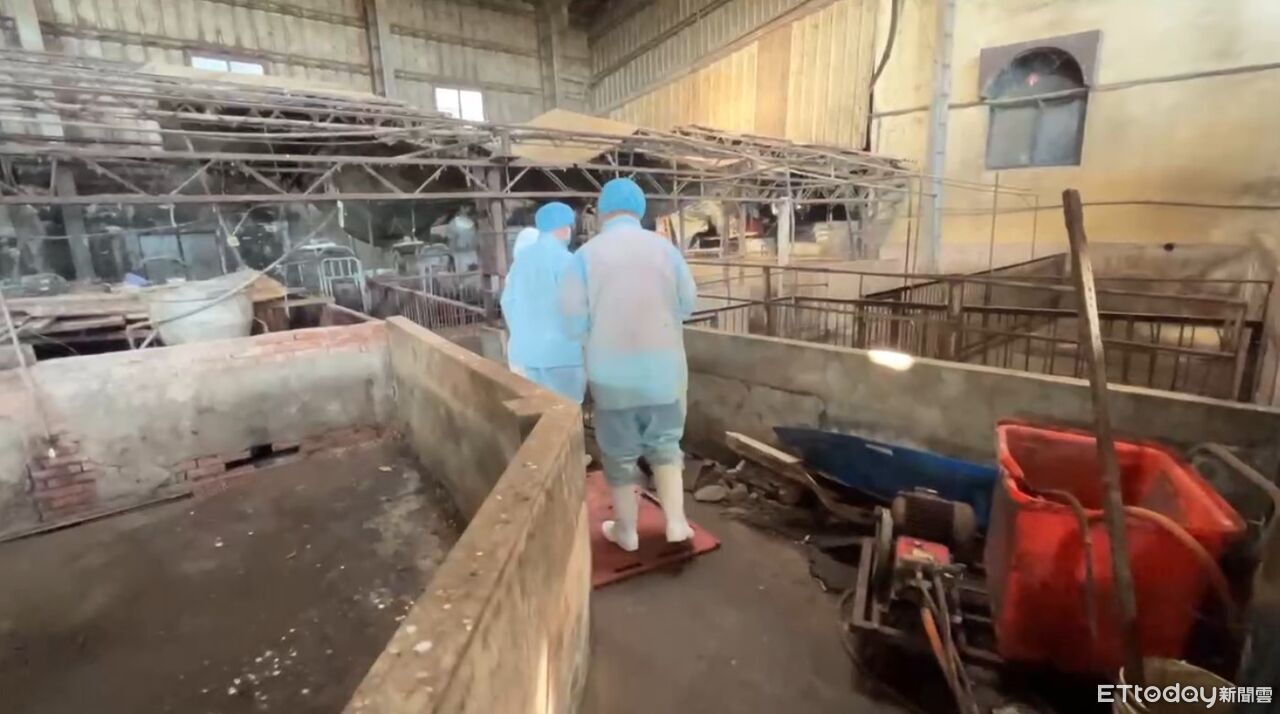 獸醫名單、死豬數量台中市府3度改口 她轟:謊上加謊、螺絲掉滿地