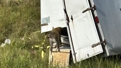 卡車撞爛「實驗猴逃脫中」！　美警驚曝：感染3種病毒
