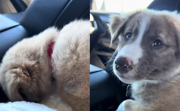 叫牠都不理！狗狗聽到1名字突「抬頭微笑」　網讚：最棒取名法。（圖／翻攝自TikTok／irenedipratovaldez）