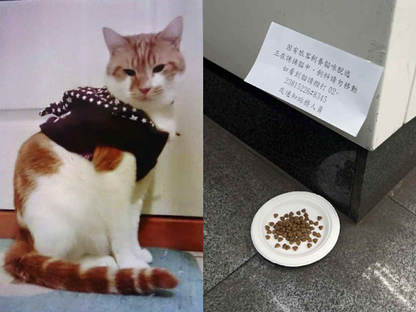 ▲15歲老貓籠內竄出消失在鐵軌盡頭　台鐵松車幫誘捕：至今不見蹤跡。（圖／網友蕭小姐提供，請勿隨意翻拍，以免侵權。）