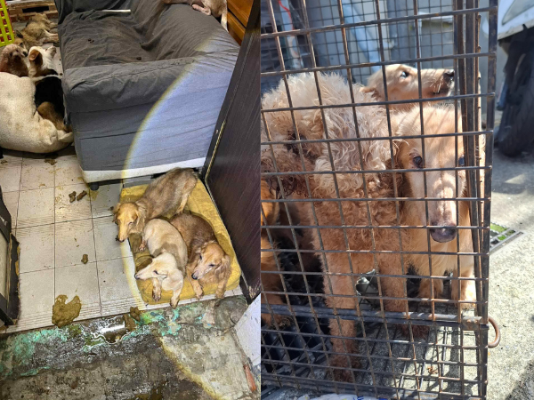 ▲桃園男疑似被羈押　再度收養11隻狗無人照顧只能「睡在排泄物旁」。（圖／愛媽于菁提供，請勿隨意翻拍，以免侵權。）