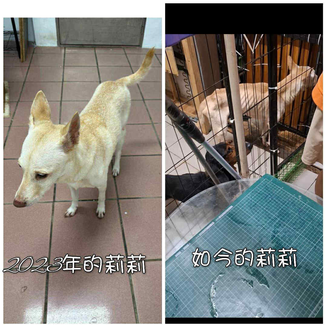 ▲桃園男疑似被羈押　再度收養11隻狗無人照顧只能「睡在排泄物旁」。（圖／愛媽于菁提供，請勿隨意翻拍，以免侵權。）