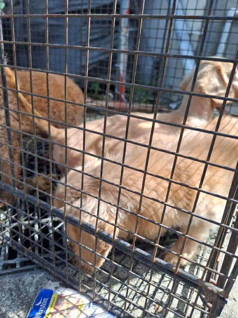 ▲桃園男疑似被羈押　再度收養11隻狗無人照顧只能「睡在排泄物旁」。（圖／愛媽于菁提供，請勿隨意翻拍，以免侵權。）