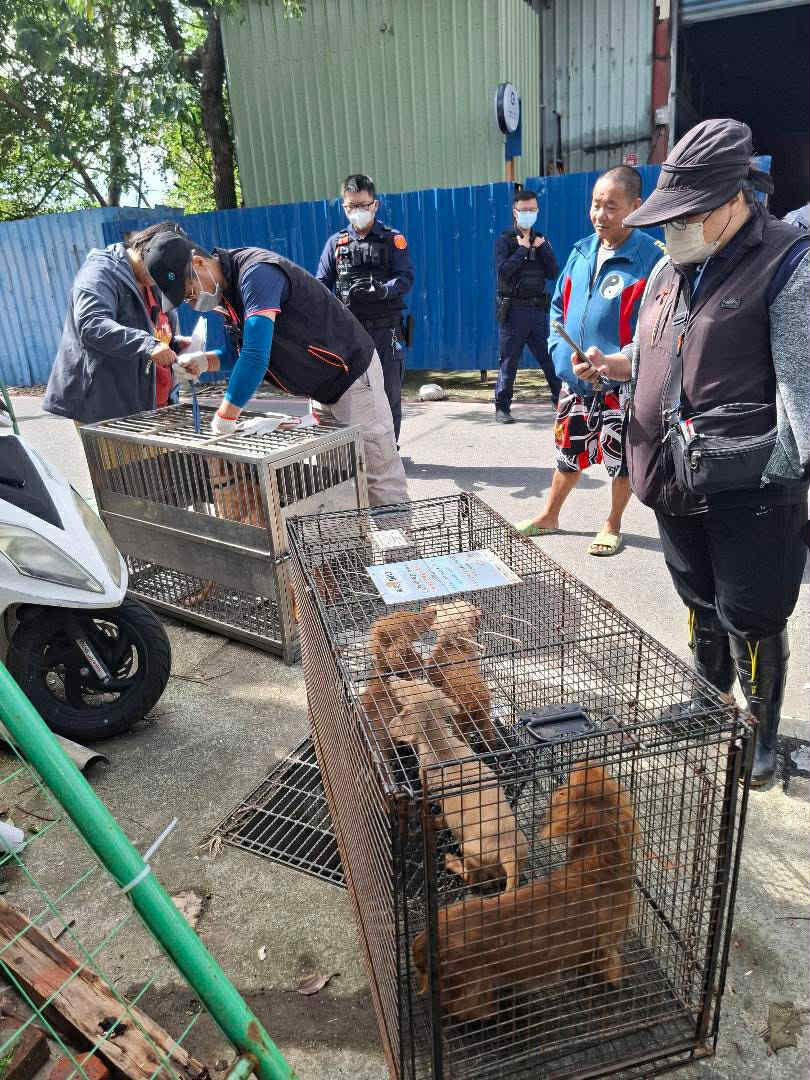 ▲桃園男疑似被羈押　再度收養11隻狗無人照顧只能「睡在排泄物旁」。（圖／愛媽于菁提供，請勿隨意翻拍，以免侵權。）