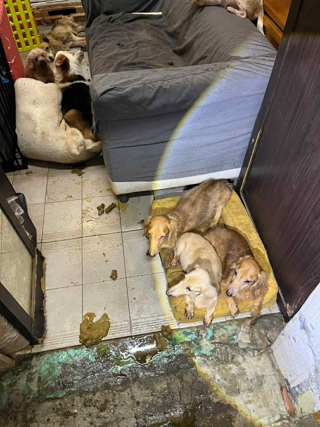 ▲桃園男疑似被羈押　再度收養11隻狗無人照顧只能「睡在排泄物旁」。（圖／愛媽于菁提供，請勿隨意翻拍，以免侵權。）