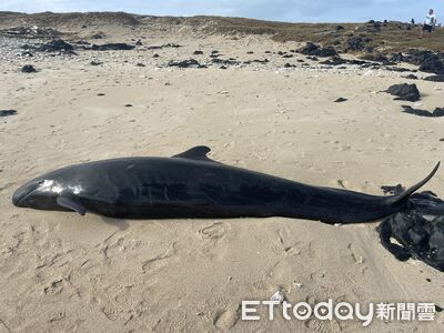 稀有「4.5m偽虎鯨」吉貝岸際擱淺亡！　中華鯨豚協會：解剖採樣