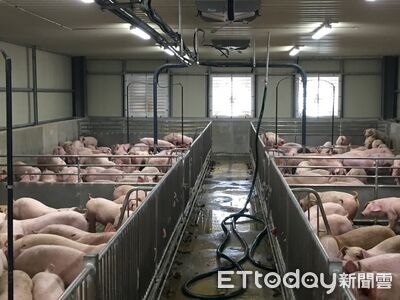 嘉義縣全面禁止廚餘養豬　市場豬肉攤租金減免1個月