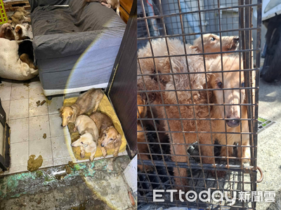 桃園11隻狗狗「睡在排泄物旁」　飼主消失多日鄰居急求援