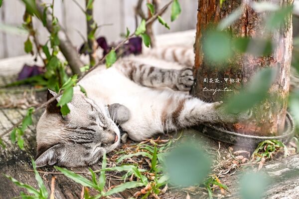 ▲▼Caffe Fiore珈琲花。（圖／部落客周花花授權提供）