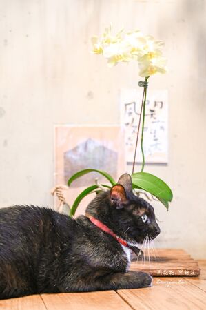 ▲▼Caffe Fiore珈琲花。（圖／部落客周花花授權提供）