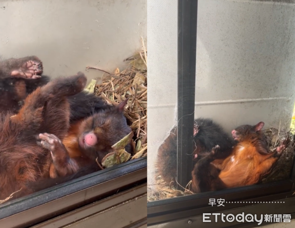 飛鼠住在宿舍窗外。（圖／網友Threads@chamyor_1209提供）