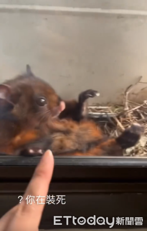 飛鼠住在宿舍窗外。（圖／網友Threads@chamyor_1209提供）