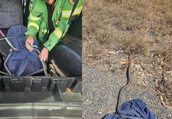 開車突感覺有東西在動　男低頭一看「1.5公尺毒蛇爬腳邊」崩潰。（圖／翻攝自Narooma Rescue Squad - VRA Rescue NSW）