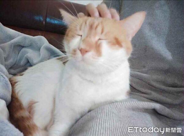 ▲15歲老貓籠內竄出消失在鐵軌盡頭　台鐵松車幫誘捕：至今不見蹤跡。（圖／網友蕭小姐提供，請勿隨意翻拍，以免侵權。）