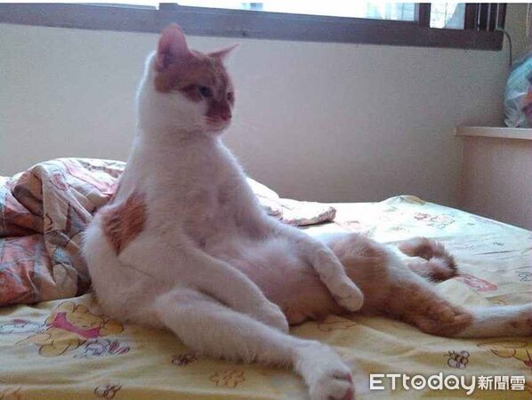 ▲15歲老貓籠內竄出消失在鐵軌盡頭　台鐵松車幫誘捕：至今不見蹤跡。（圖／網友蕭小姐提供，請勿隨意翻拍，以免侵權。）