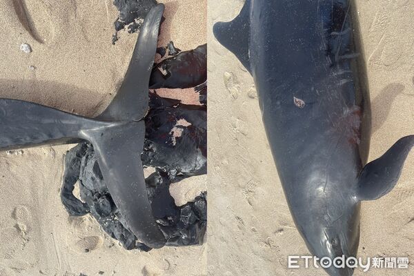 ▲近5公尺長的稀有「偽虎鯨」，擱淺在澎湖吉貝北方岸際。（圖／記者陳洋翻攝，下同）
