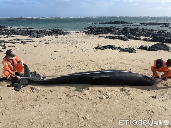 ▲近5公尺長的稀有「偽虎鯨」，擱淺在澎湖吉貝北方岸際。（圖／記者陳洋翻攝，下同）