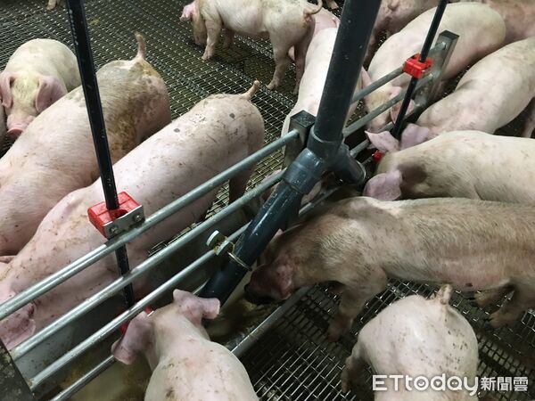 ▲▼   嘉義縣即日起廢止廚餘養豬許可，全面禁止廚餘養豬再利用，各鄉鎮公有市場豬肉商品攤販減一格月租金 。（圖／記者翁伊森翻攝）