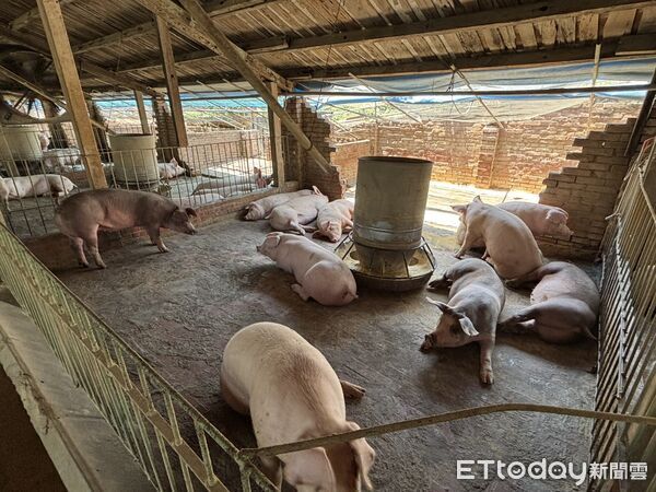 ▲▼   嘉義縣即日起廢止廚餘養豬許可，全面禁止廚餘養豬再利用，各鄉鎮公有市場豬肉商品攤販減一格月租金 。（圖／記者翁伊森翻攝）