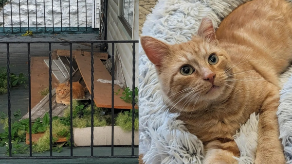 凶狠浪貓天天趴窗外偷看　幾個月後「自願被收編變萌貓」網感動。（圖／翻攝自Reddit）