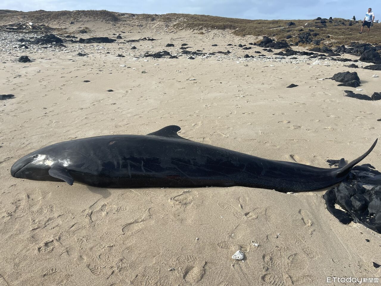 稀有「4.5m偽虎鯨」吉貝岸際擱淺亡! 中華鯨豚協會:解剖採樣