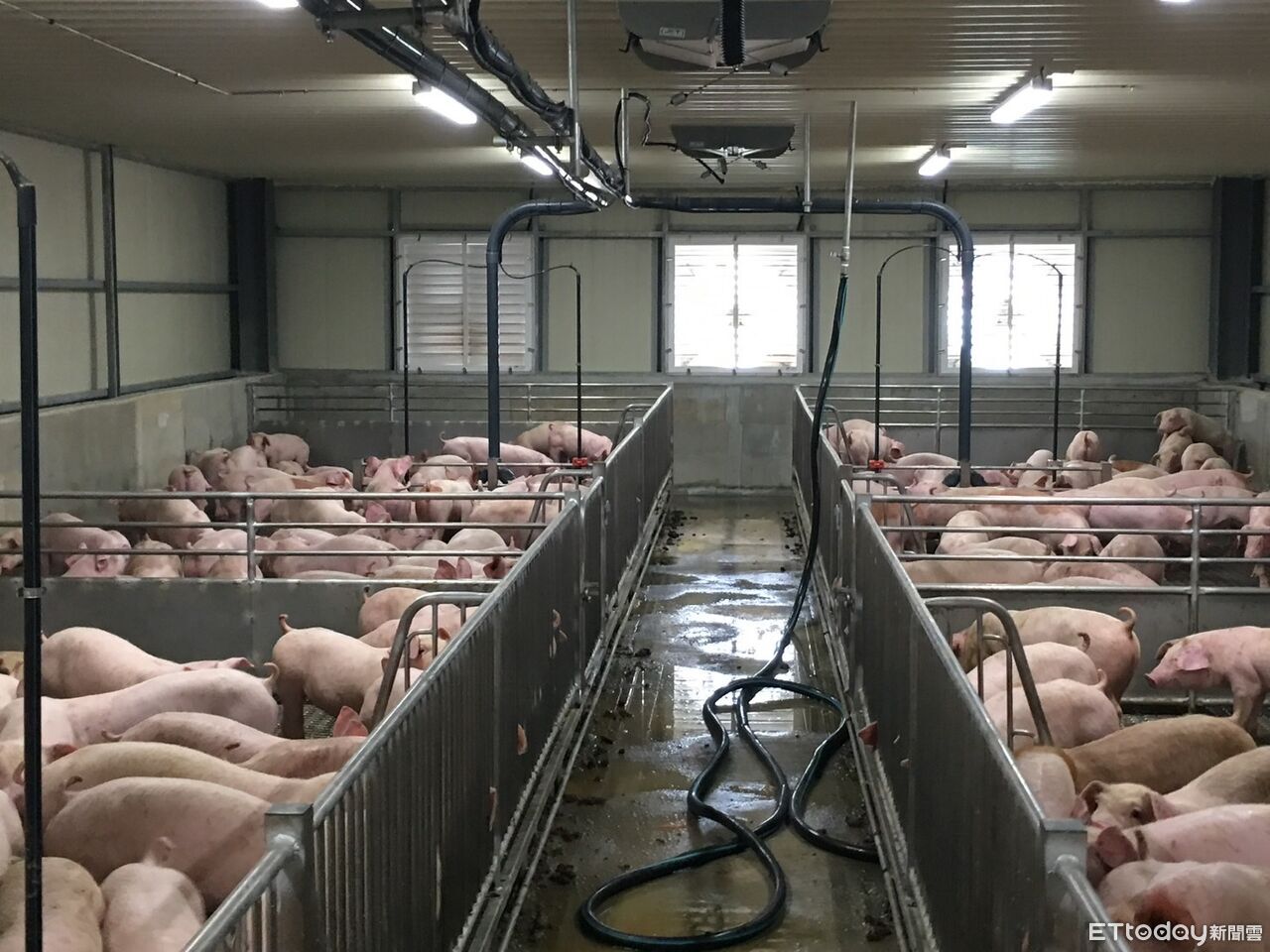 嘉義縣全面禁止廚餘養豬 市場豬肉攤租金減免1個月