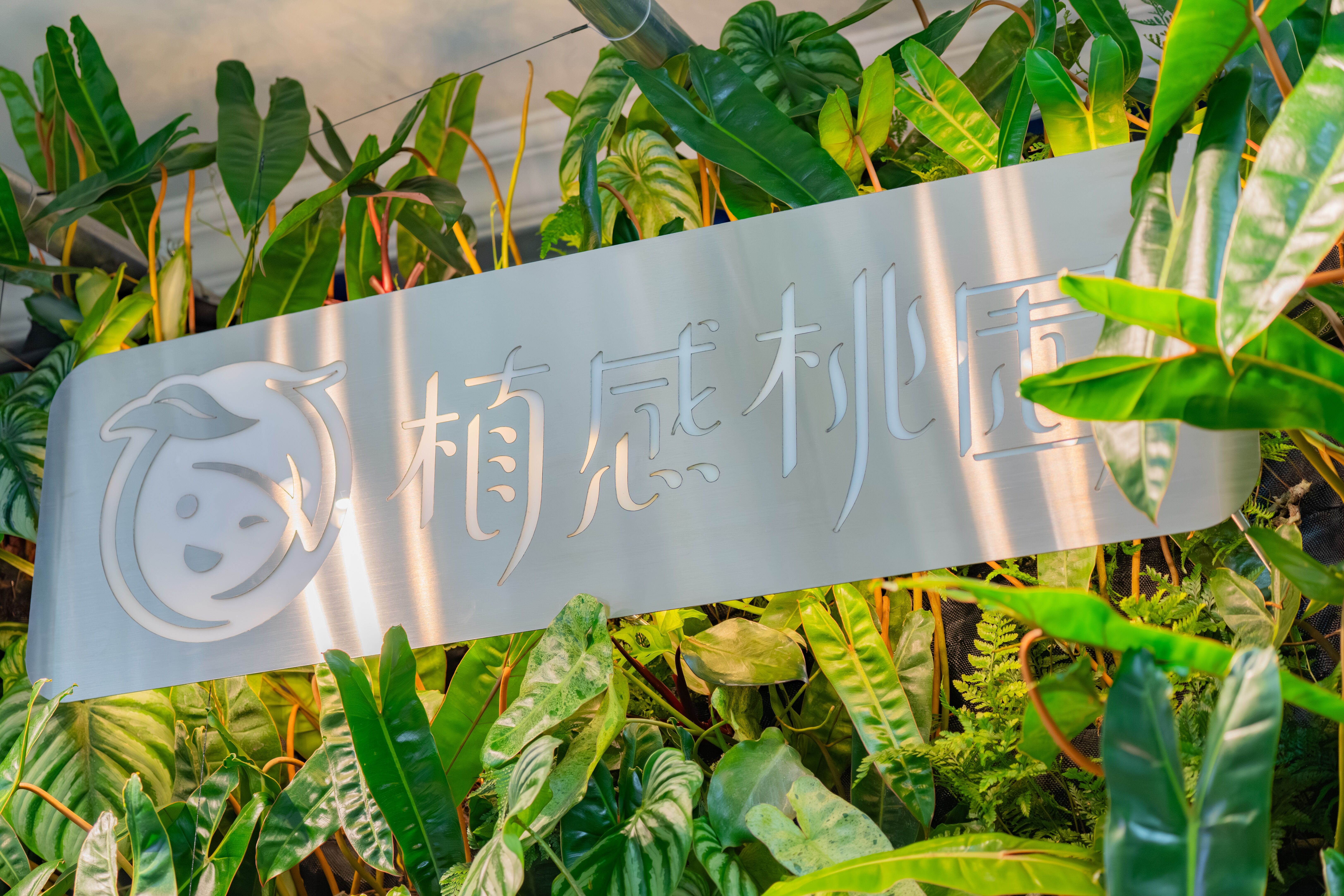 ▲▼大溪豆干節,桃園,植感。（圖／桃園市政府）