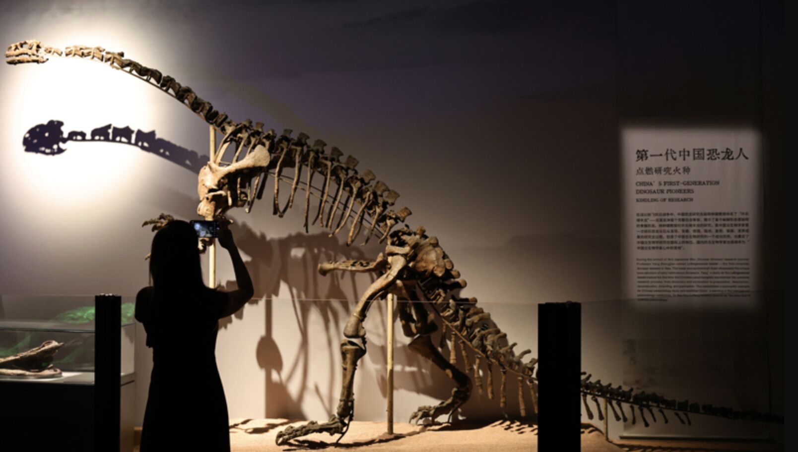 ▲上海自然科學博物館內的恐龍化石。（圖／翻攝上觀新聞）