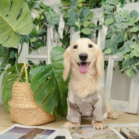 ▲臘腸狗「影帝」戲超多　「ㄅㄧㄤˋ」翻肚再加碼遮眼睛：準備出道。（圖／一條臘腸狗多多@duoduooo.tw提供，請勿隨意翻拍，以免侵權。）