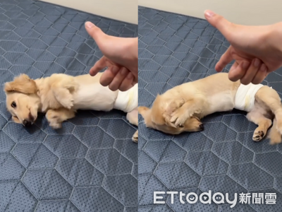 臘腸狗「影帝」戲超多 「ㄅㄧㄤˋ」翻肚再加碼遮眼睛:準備出道