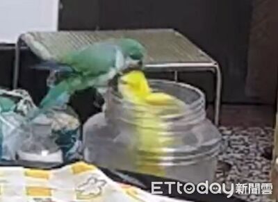 貪吃鸚鵡困飼料桶 同伴「大力金剛嘴」扯頭髮即刻救援