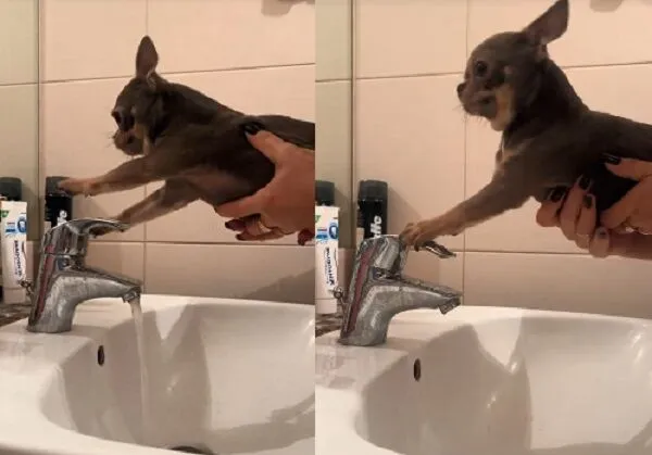 ▲。（圖／翻攝自TikTok／@mini__tesoro）