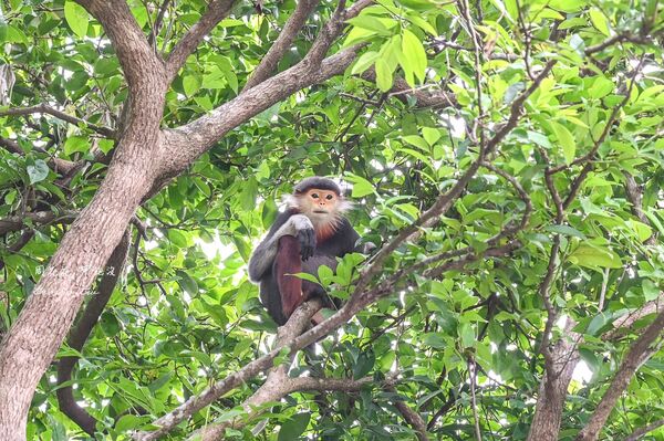 ▲▼峴港洲際陽光半島度假酒店。（圖／部落客周花花授權提供）