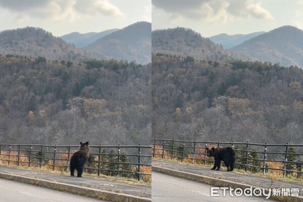 在北海道遇到熊「還跟熊對到眼」　她曝路段：有去的人要小心