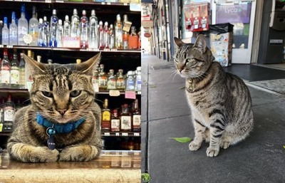 人氣店貓被「自動駕駛車高速撞死」　目擊民眾怒：車完全沒減速