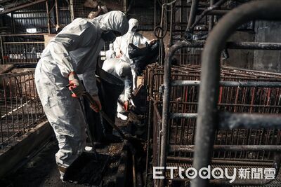 國軍鏟屎畫面曝！豬瘟場驚見10cm厚「糞地板」　化學兵進場清消